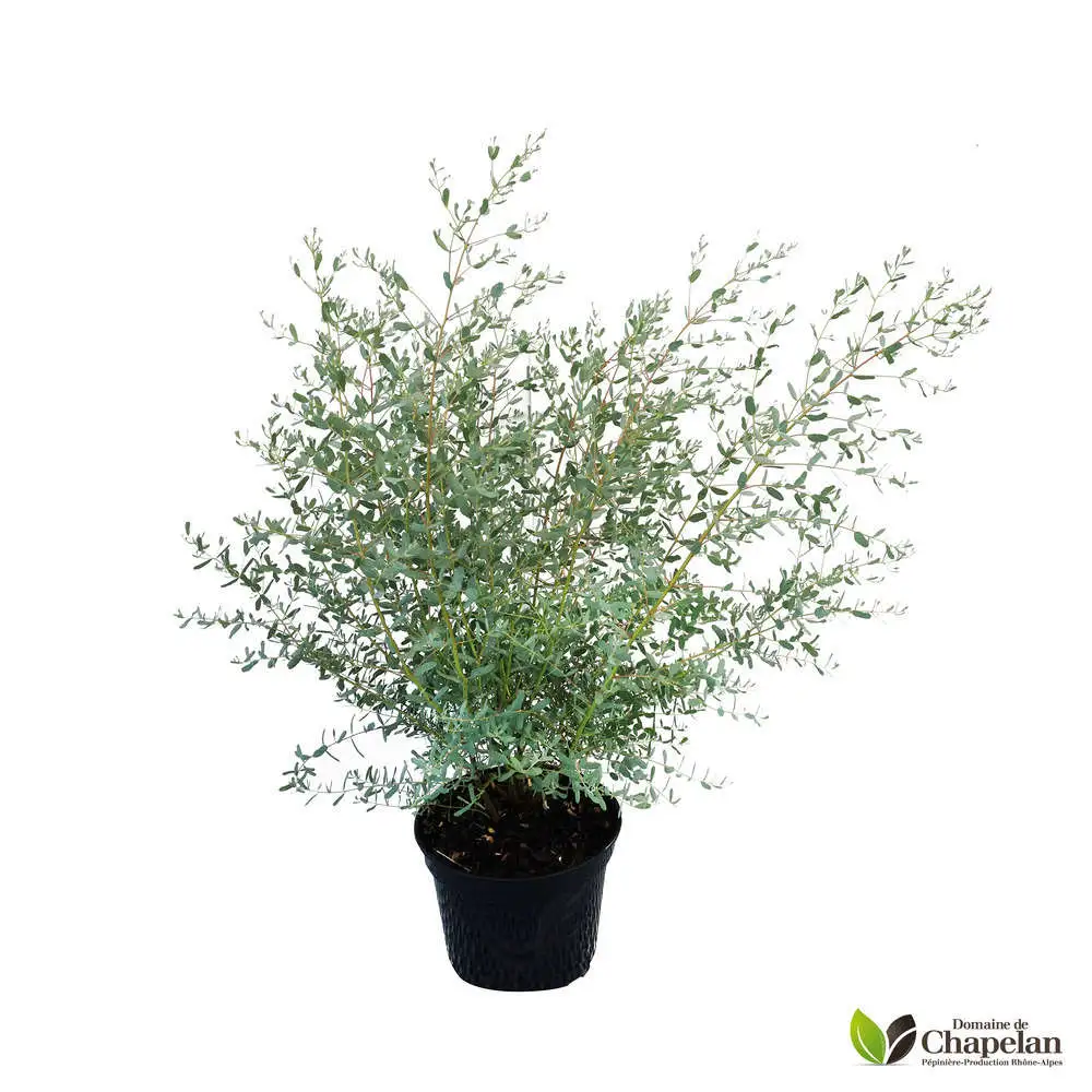 Eucalyptus gunnii 'France Bleu' ® : c5L avec rivets de maillon