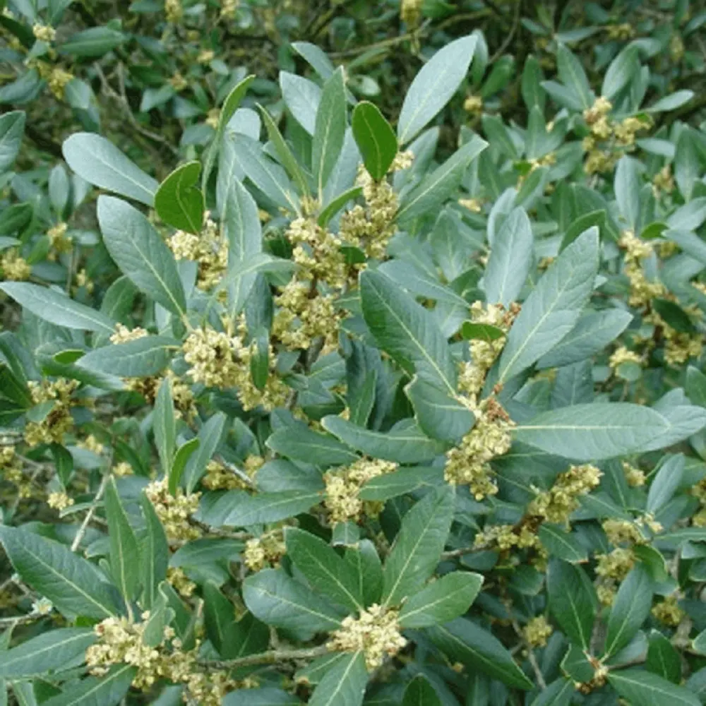 Filaire à feuilles larges (Phillyrea Latifolia) avec Garantie Constructeur