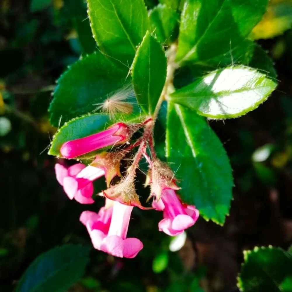 Filtre à air sport Escallonia rouge (escallonia rubra var macrantha) - godet 9cm