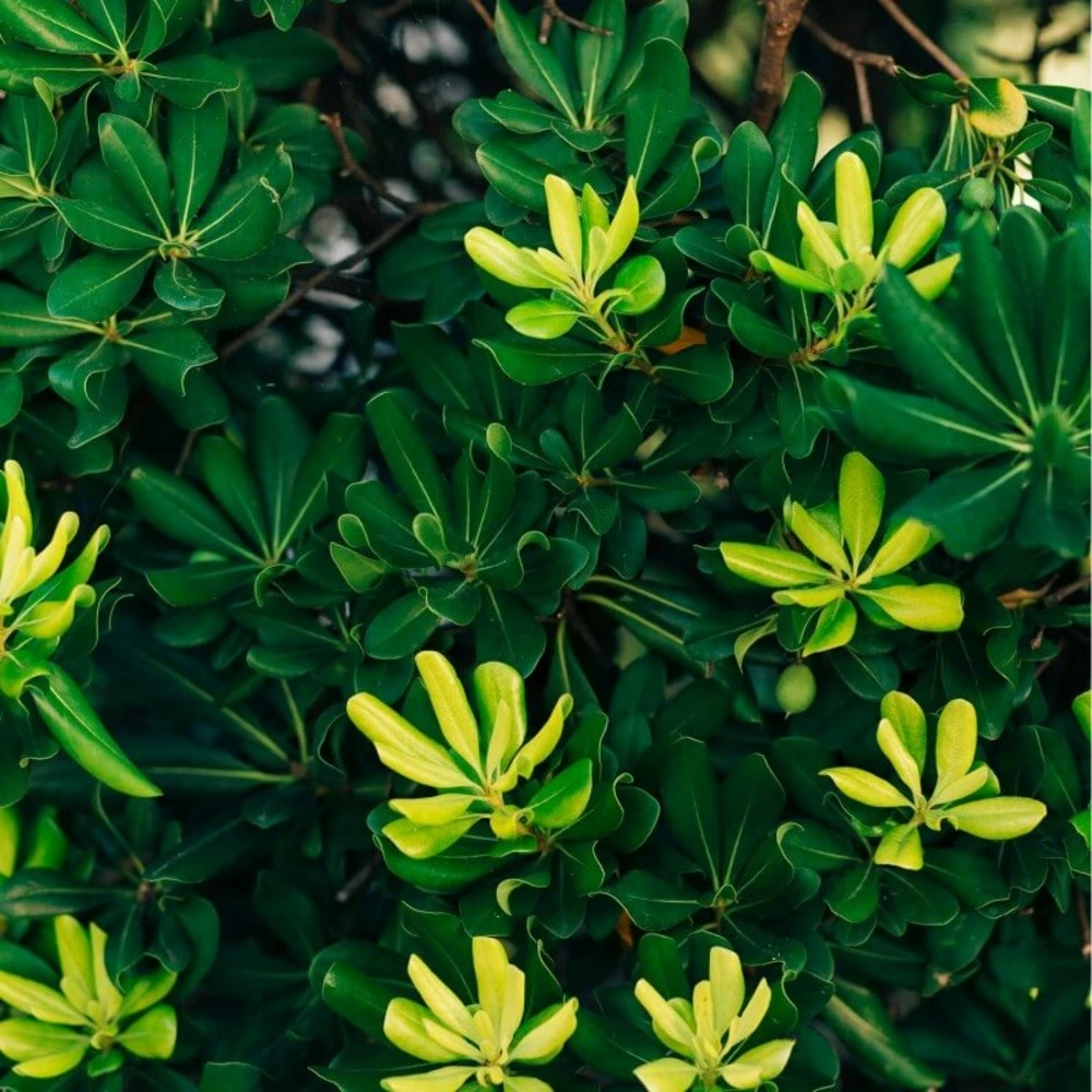 Haute Performance Pittospore de Chine (Pittosporum Tobira) - 20 à 40 cm