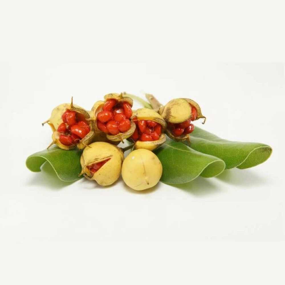 Haute Performance Pittospore de Chine (Pittosporum Tobira) - 20 à 40 cm