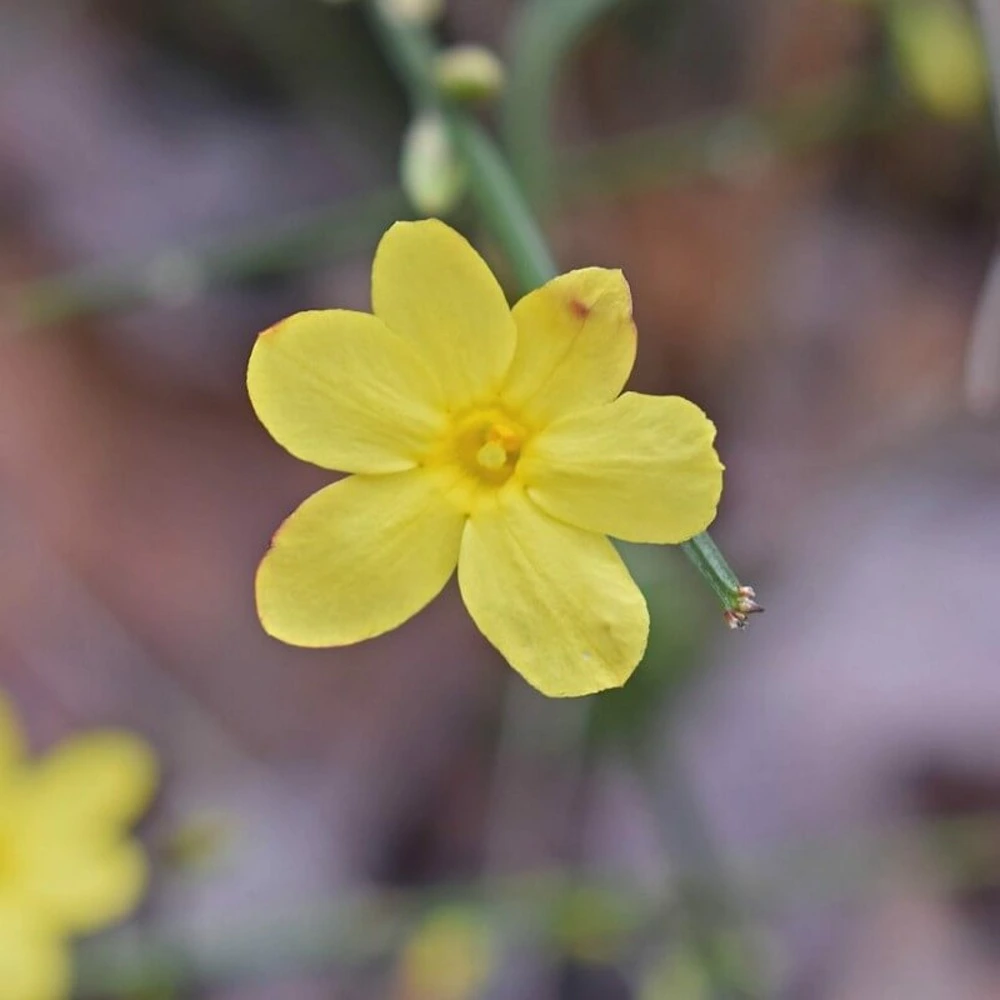 Jasmin d'hiver (jasminum nudiflorum) - conteneur 1,5l pour remplacement usure