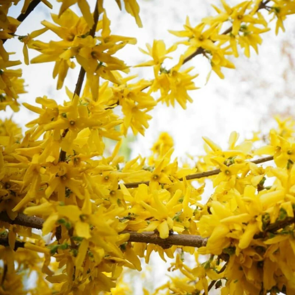 Jasmin d'hiver (jasminum nudiflorum) - conteneur 1,5l pour remplacement usure