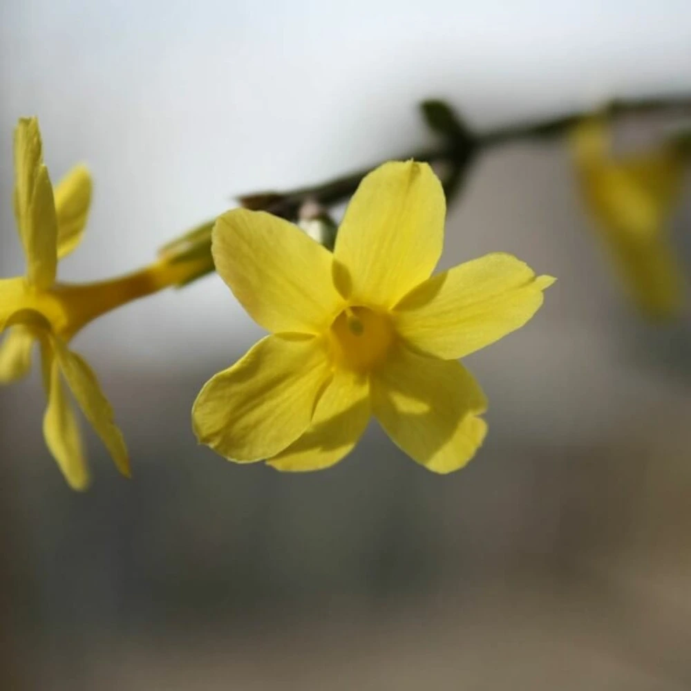 Jasmin d'hiver (jasminum nudiflorum) - conteneur 1,5l pour remplacement usure