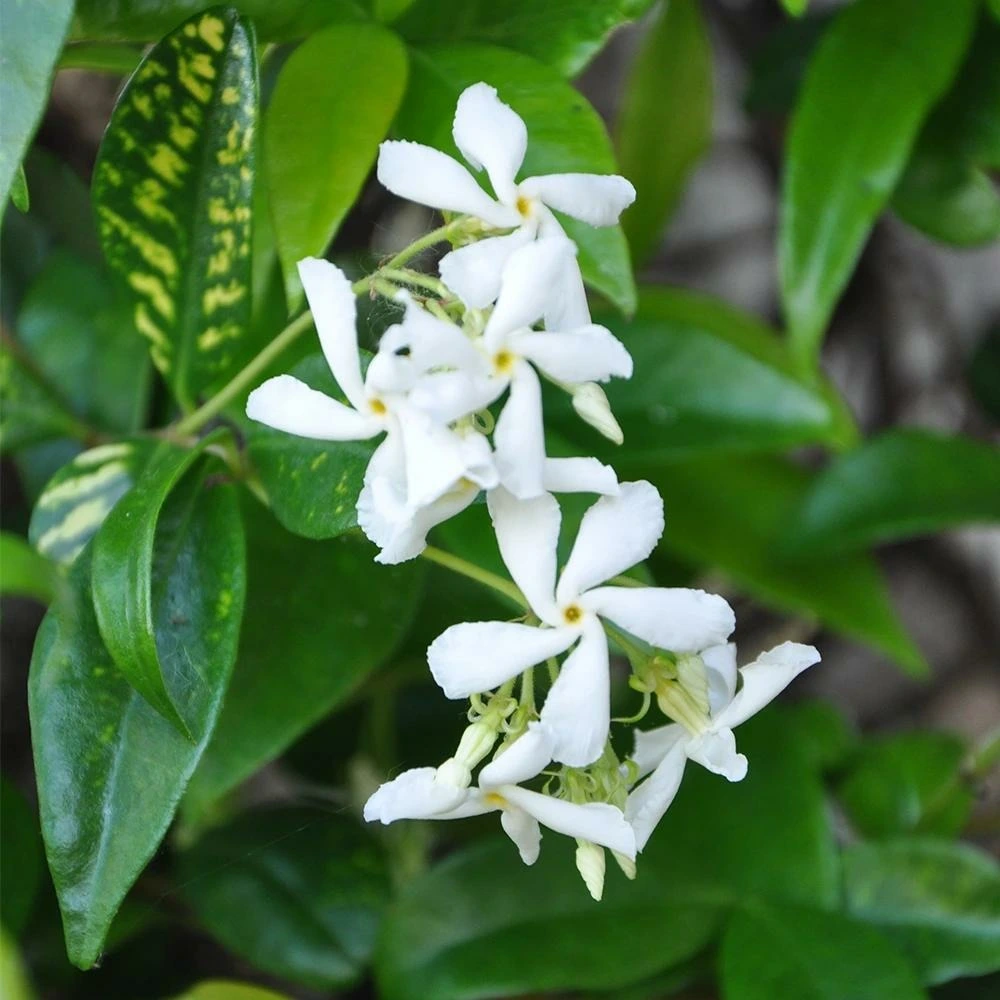 Jasmin étoilé - trachelospermum jasminoides avec joints neufs