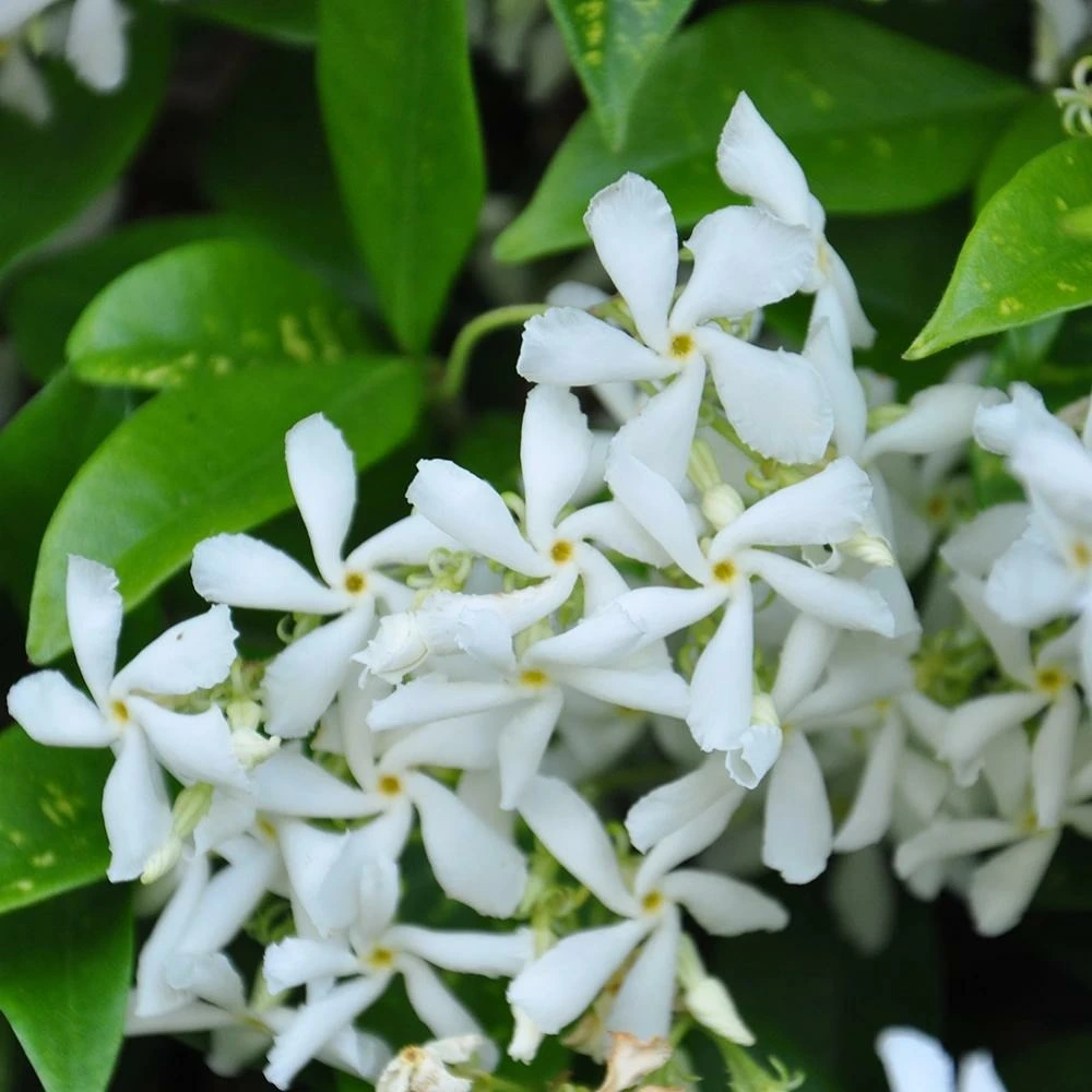 Jasmin étoilé - trachelospermum jasminoides avec joints neufs