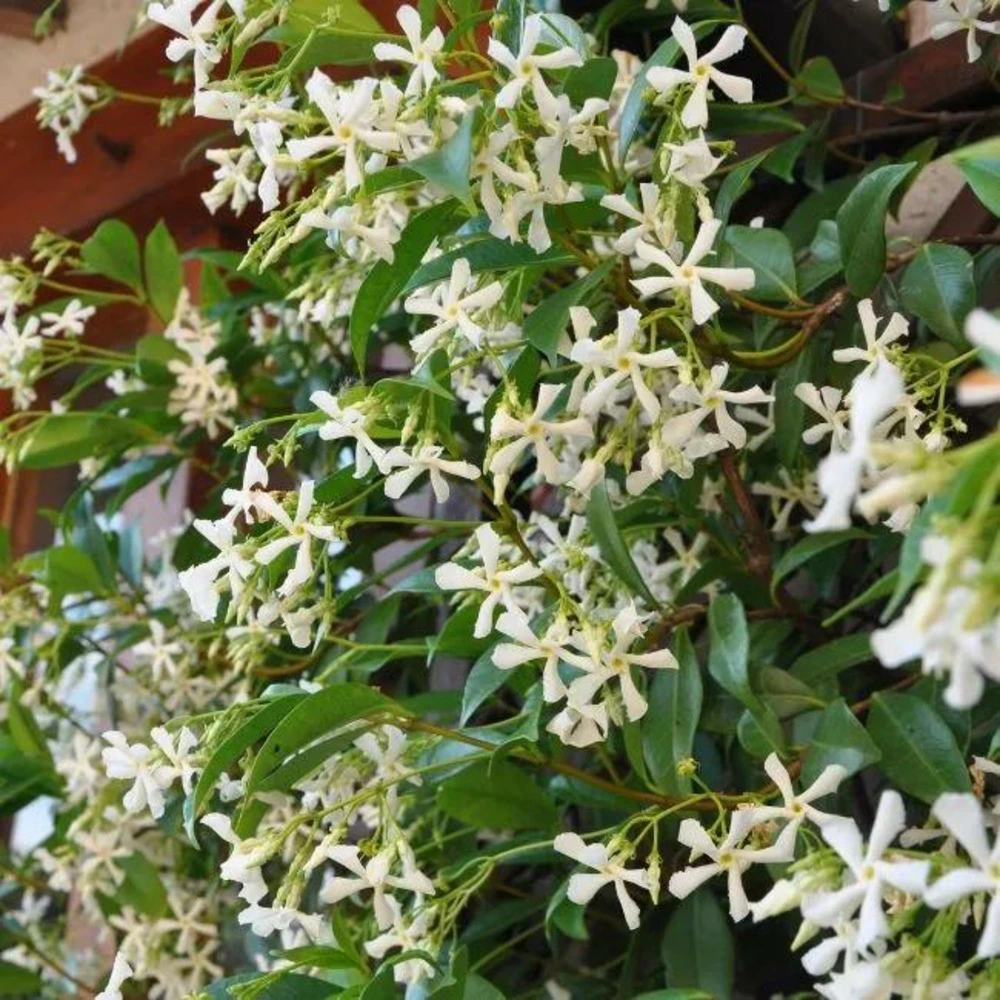 Jasmin étoilé - trachelospermum jasminoides avec joints neufs