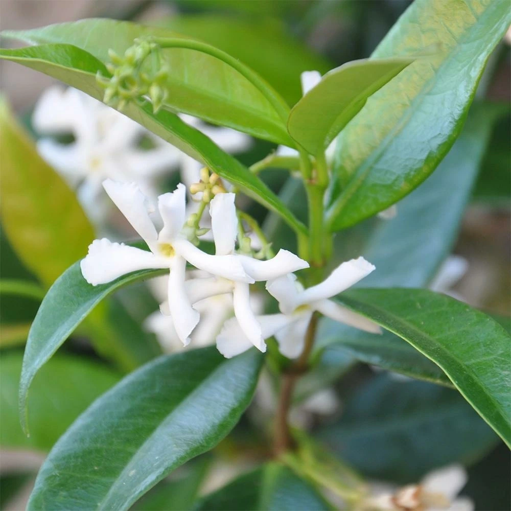 Jasmin étoilé - trachelospermum jasminoides avec joints neufs
