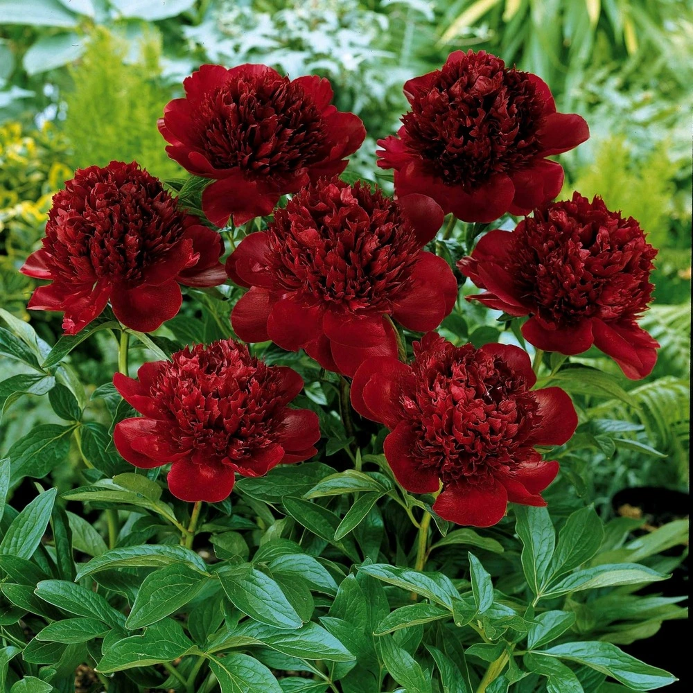 Kit embrayage Pivoine red charm - la pièce en racine nue / 2-3 yeux, vendu par lot de 2
