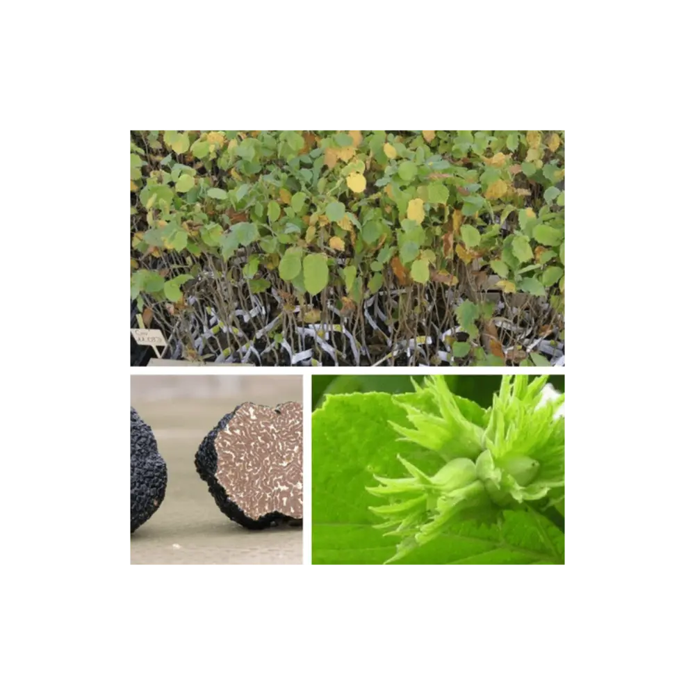 Noisetier commun uncinatum (corylus avellana) - avec meilleure adhérence