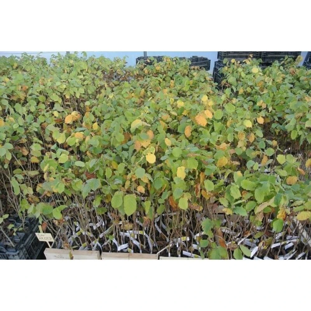 Noisetier commun uncinatum (corylus avellana) - avec meilleure adhérence