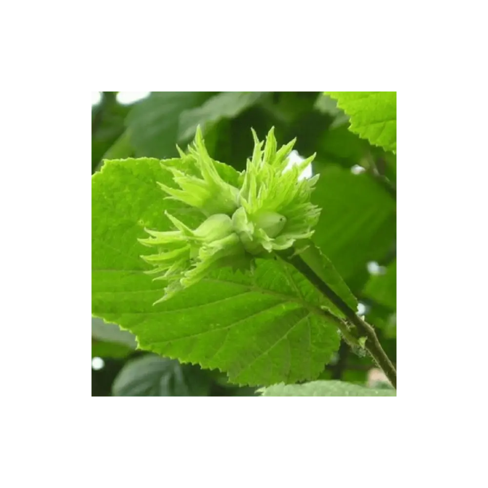 Noisetier commun uncinatum (corylus avellana) - avec meilleure adhérence