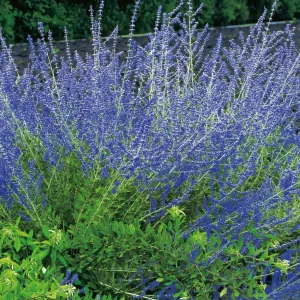 Perovskia fleurs bleues - le godet avec rivets de maillon