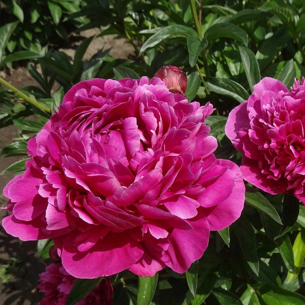 Pivoine rouge - la pièce en racine nue / 2-3 yeux, vendu par lot de 6 pour remplacement usure