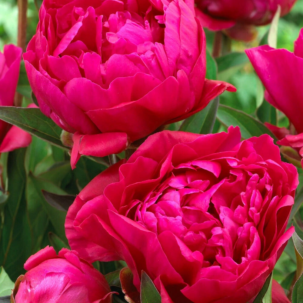 Pivoine rouge - la pièce en racine nue / 2-3 yeux, vendu par lot de 6 pour remplacement usure