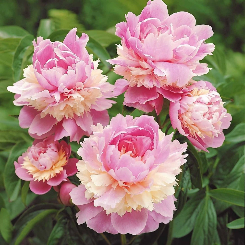 Pivoine sorbet - la pièce en racine nue / 2-3 yeux, vendu par lot de 2 - Montage Direct