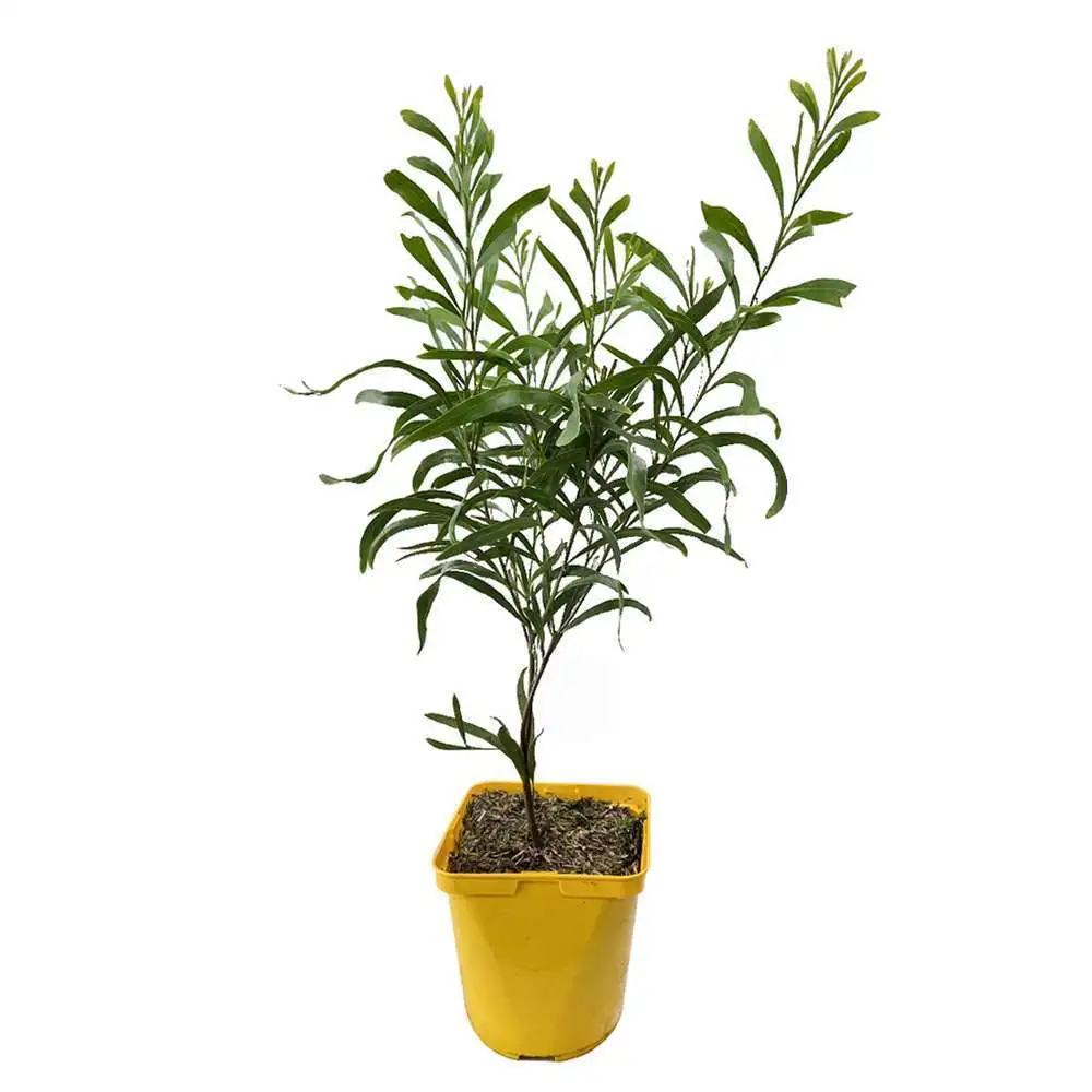 Plaquette de frein moto Acacia retinodes 'Lisette':pot 4L