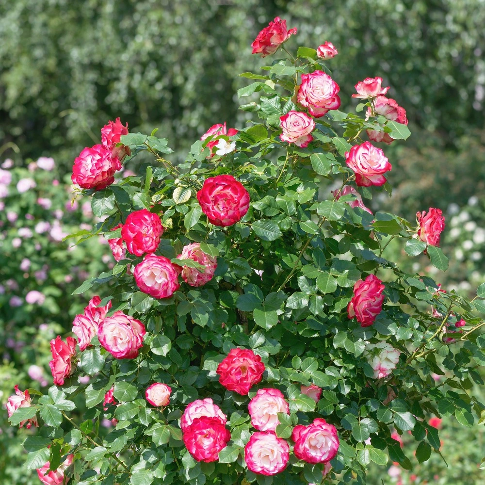 Rosier buisson dupliqué delight - la pièce en racine nue / 3+ branches, vendu par lot de 4