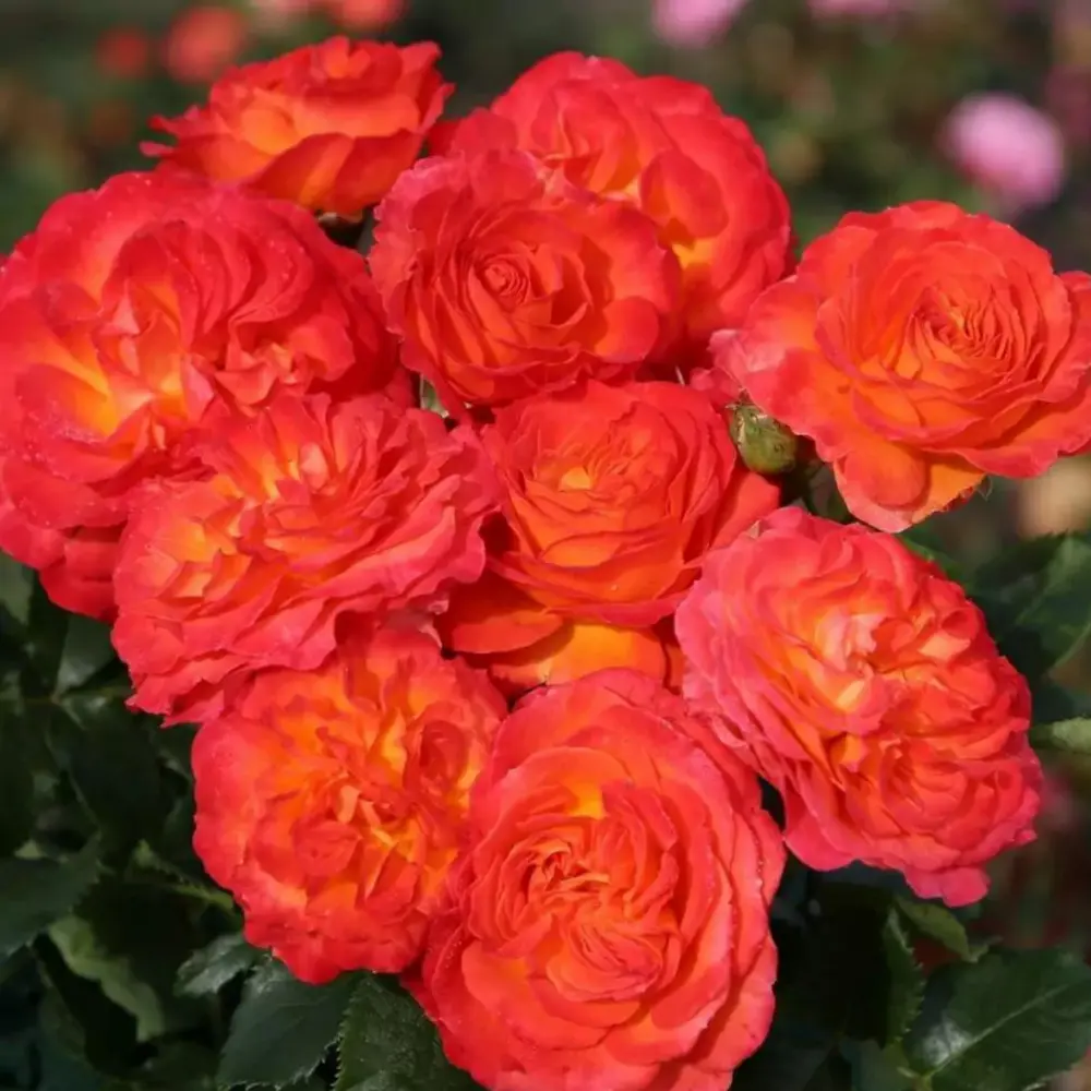 Rosier vulcano rouge hybride en acier inoxydable