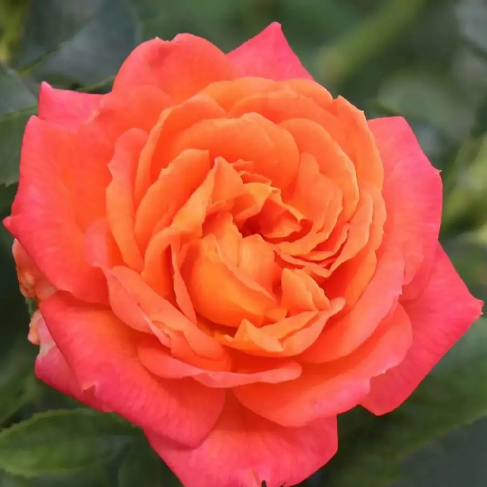 Rosier vulcano rouge hybride en acier inoxydable