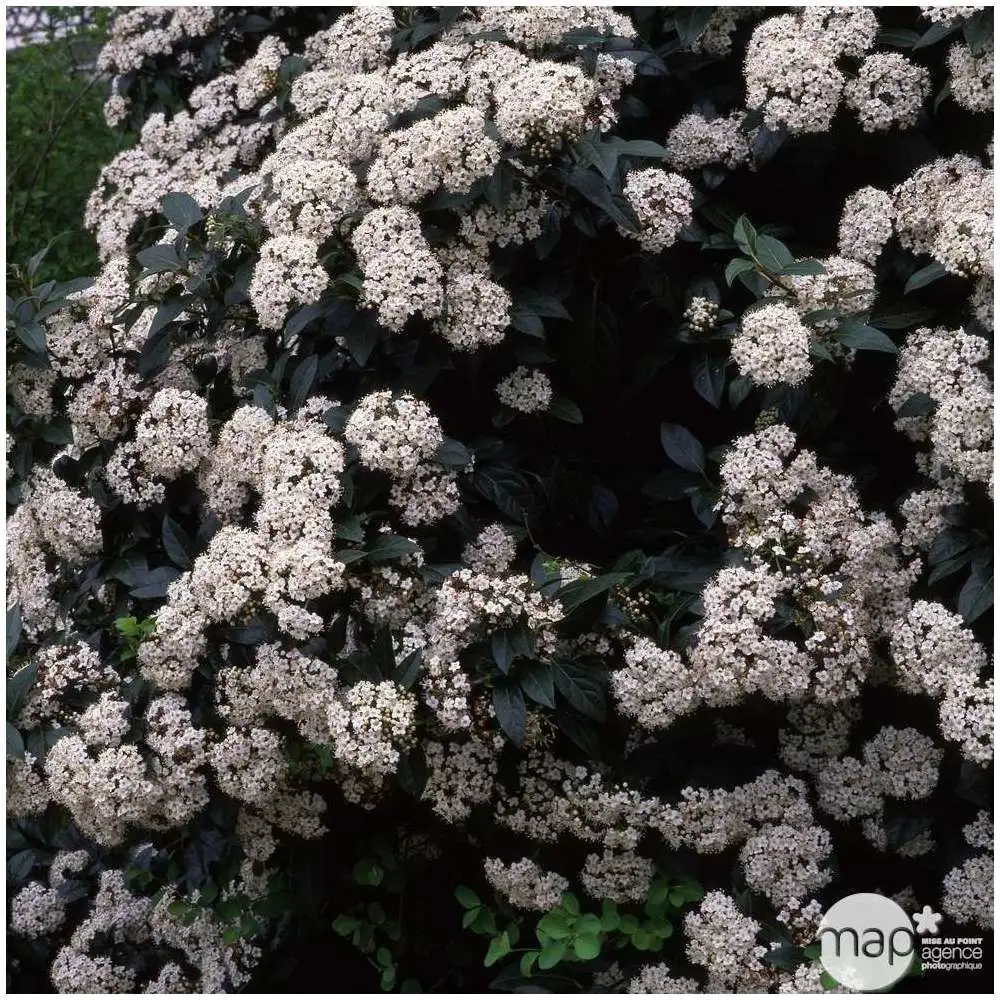 Viburnum tinus:pot 10L pour quads utilitaires