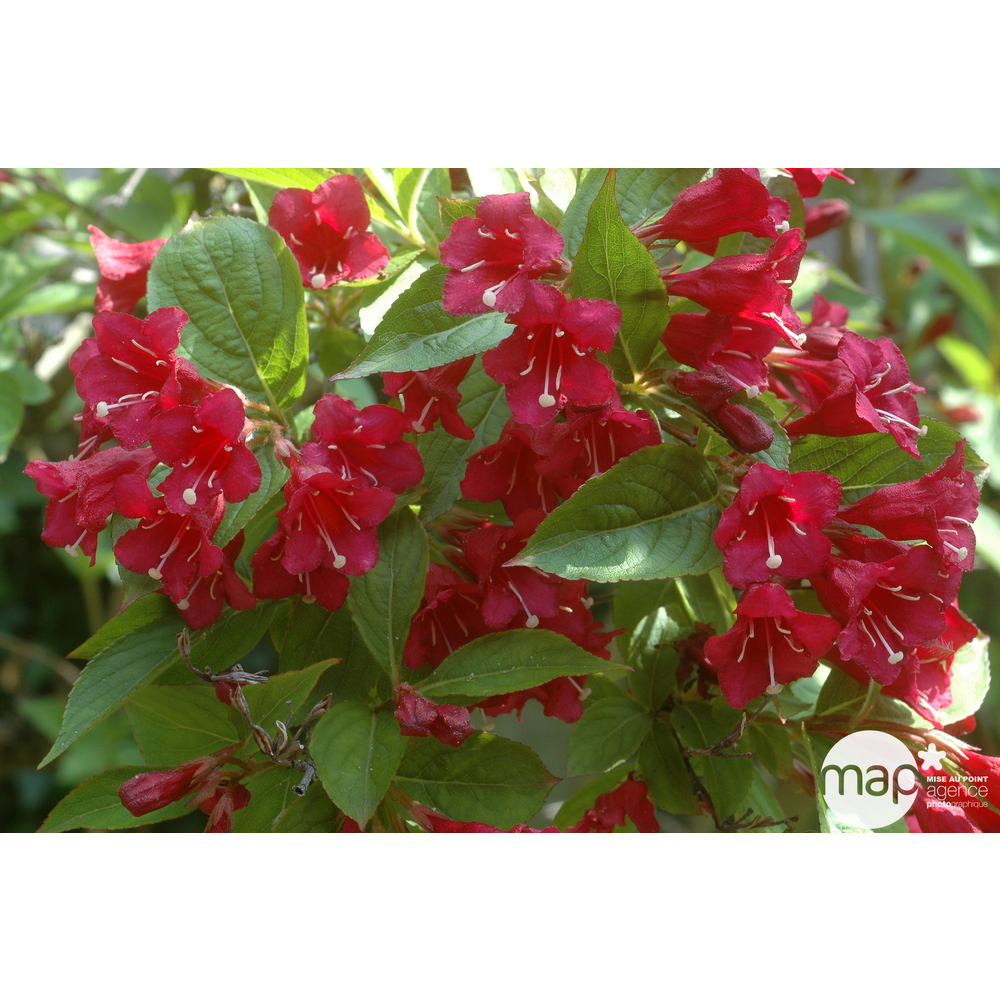 Weigela x 'Red Prince':conteneur 4,5 litres - 520