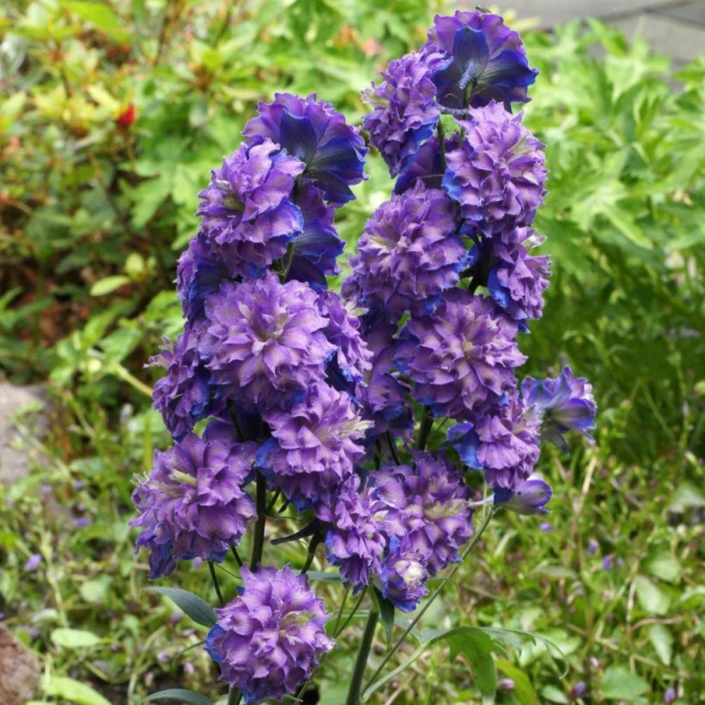 Pied-d'alouette sweet sensation®/[-]godet - 5/20 cm