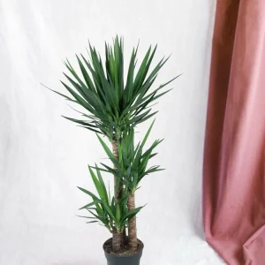 Yucca pied d'éléphant 140cm - plante d'intérieur