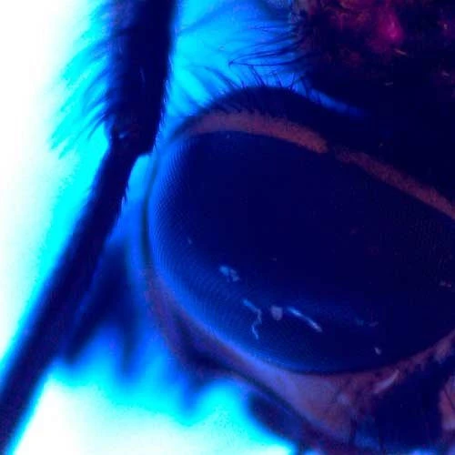 Microscope d'atelier PCE Instruments PCE-MM 200UV choisir à bas prix