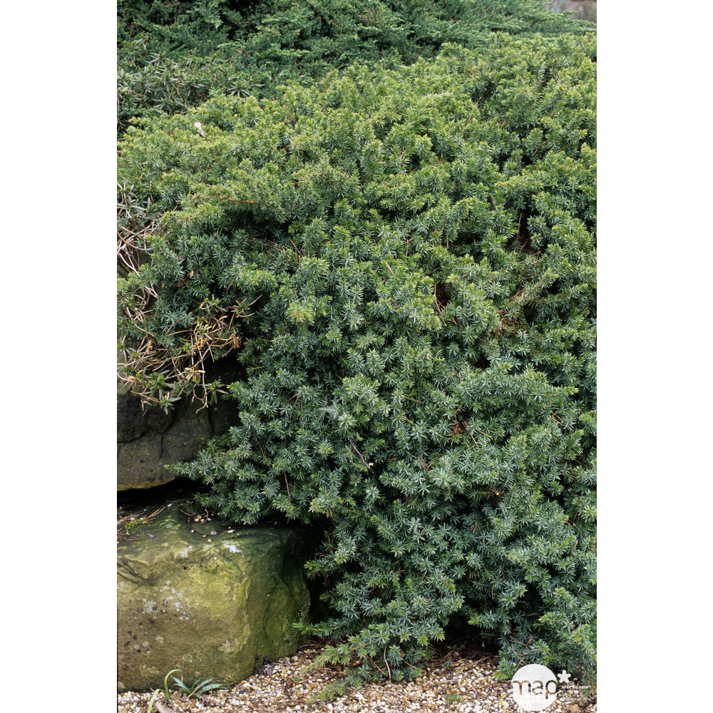 Scooter 50cc Juniperus de rocaille: conteneur 4,5 litres