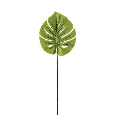 Tige Philodendron monstera – Qualité & Prix chez Alpha55 – Accessoire vital au quotidien