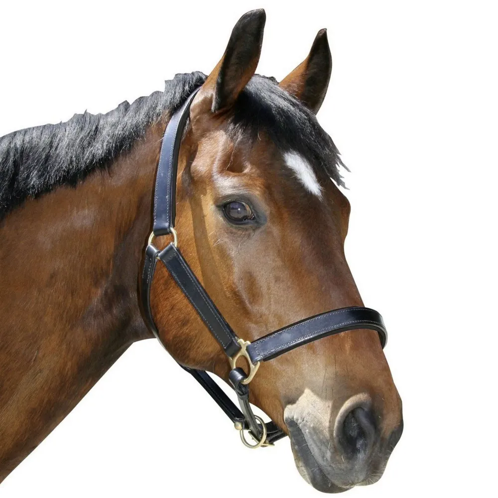 Covalliero Licol Solide Cuir Noir