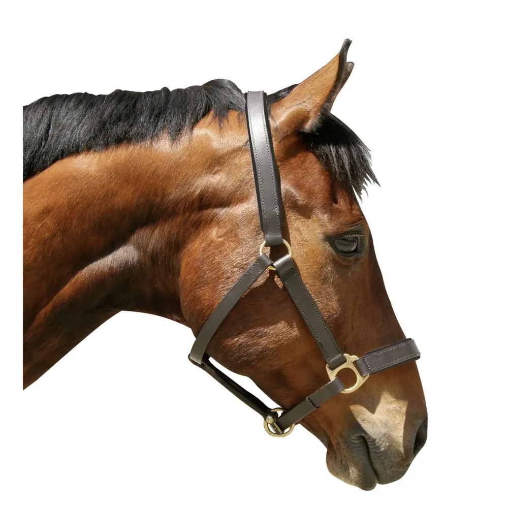 Covalliero Licol Solide Cuir Noir