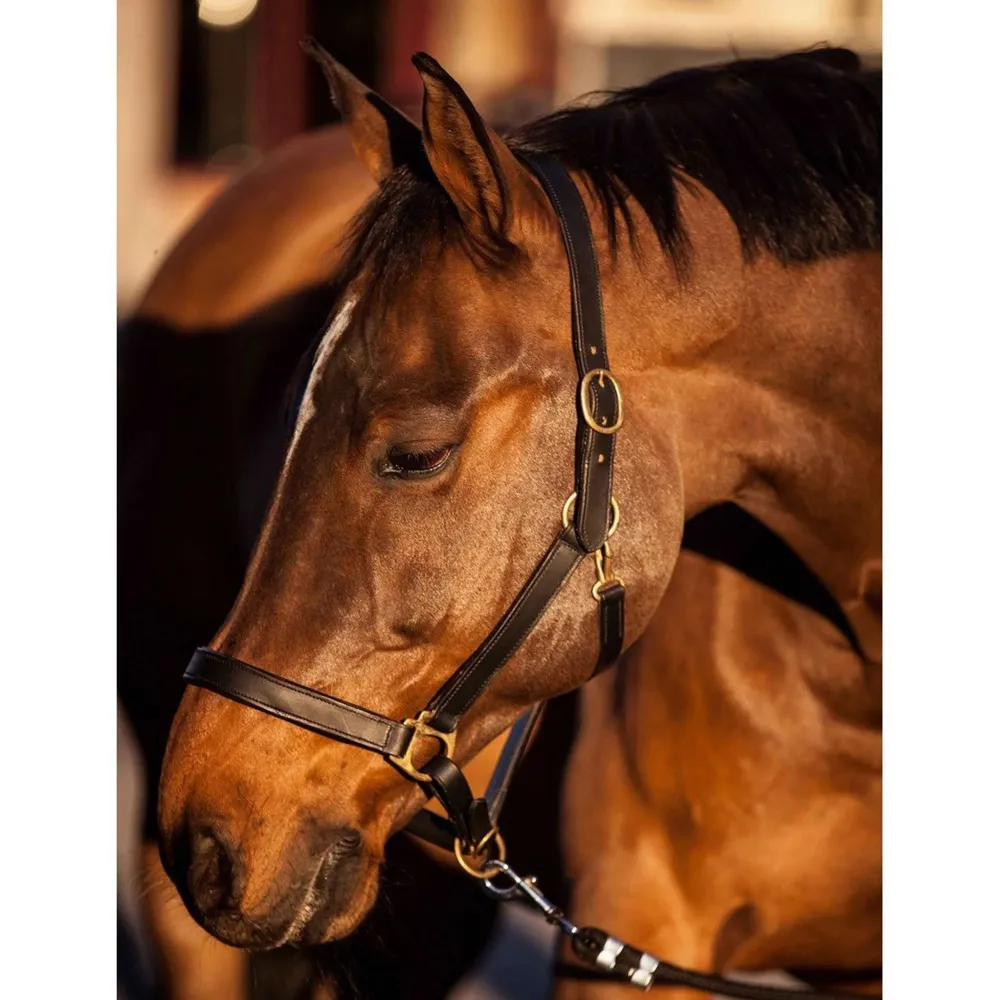 Covalliero Licol Solide Cuir Noir