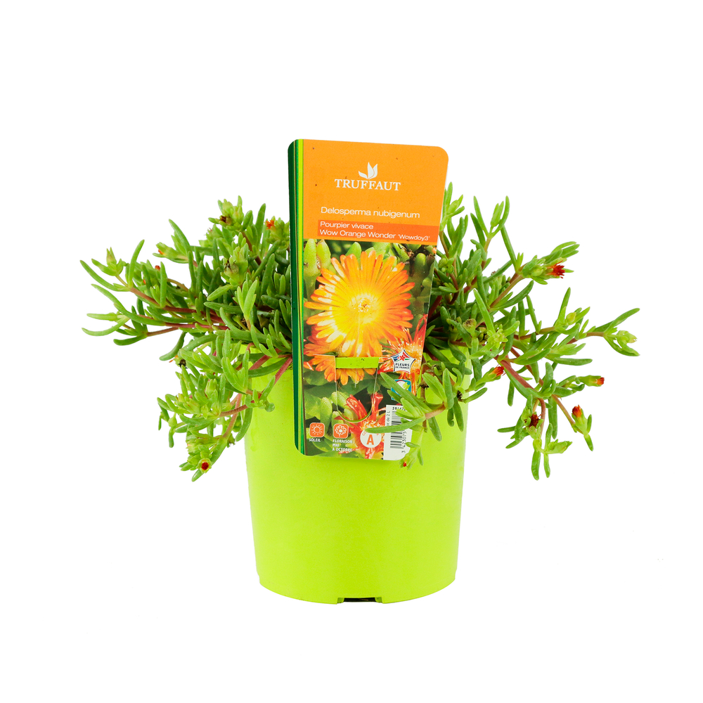 Coffre de rangement Pourpier vivace 'WoW Orange Wonder'® : C2L Truffaut