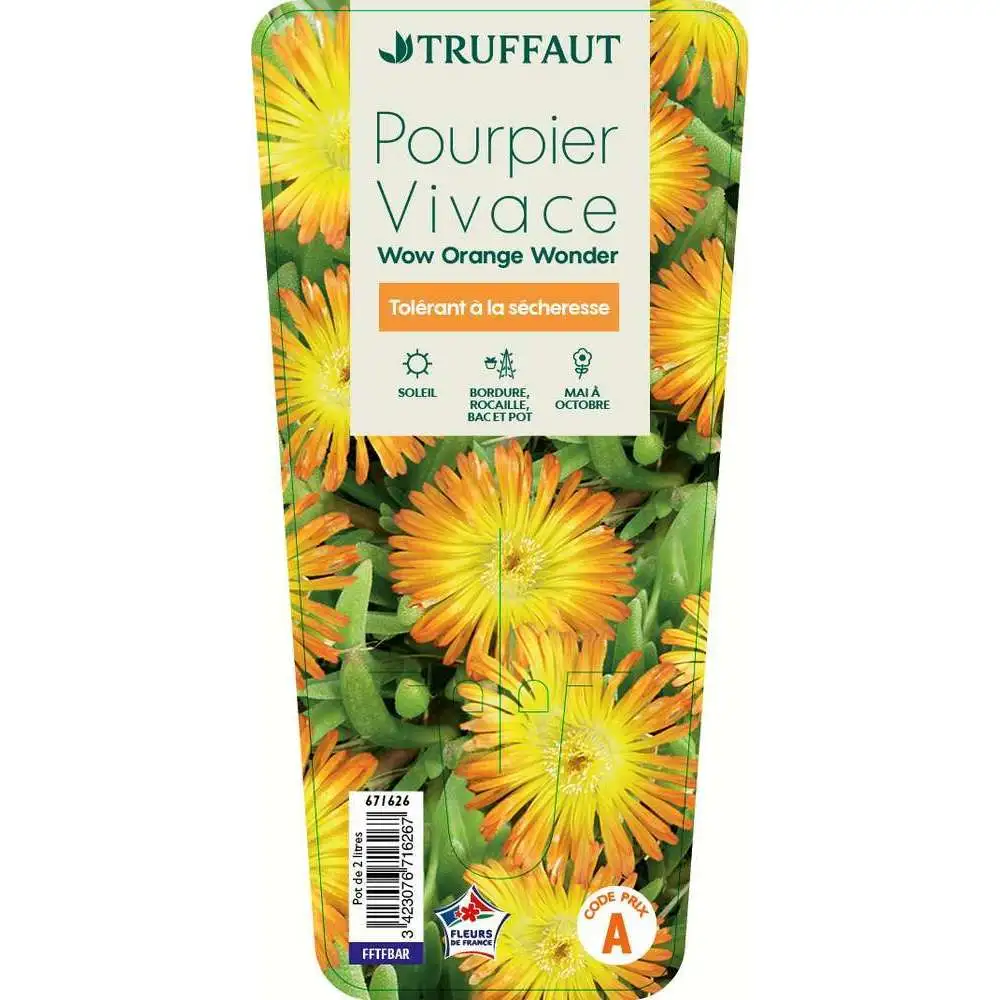 Coffre de rangement Pourpier vivace 'WoW Orange Wonder'® : C2L Truffaut