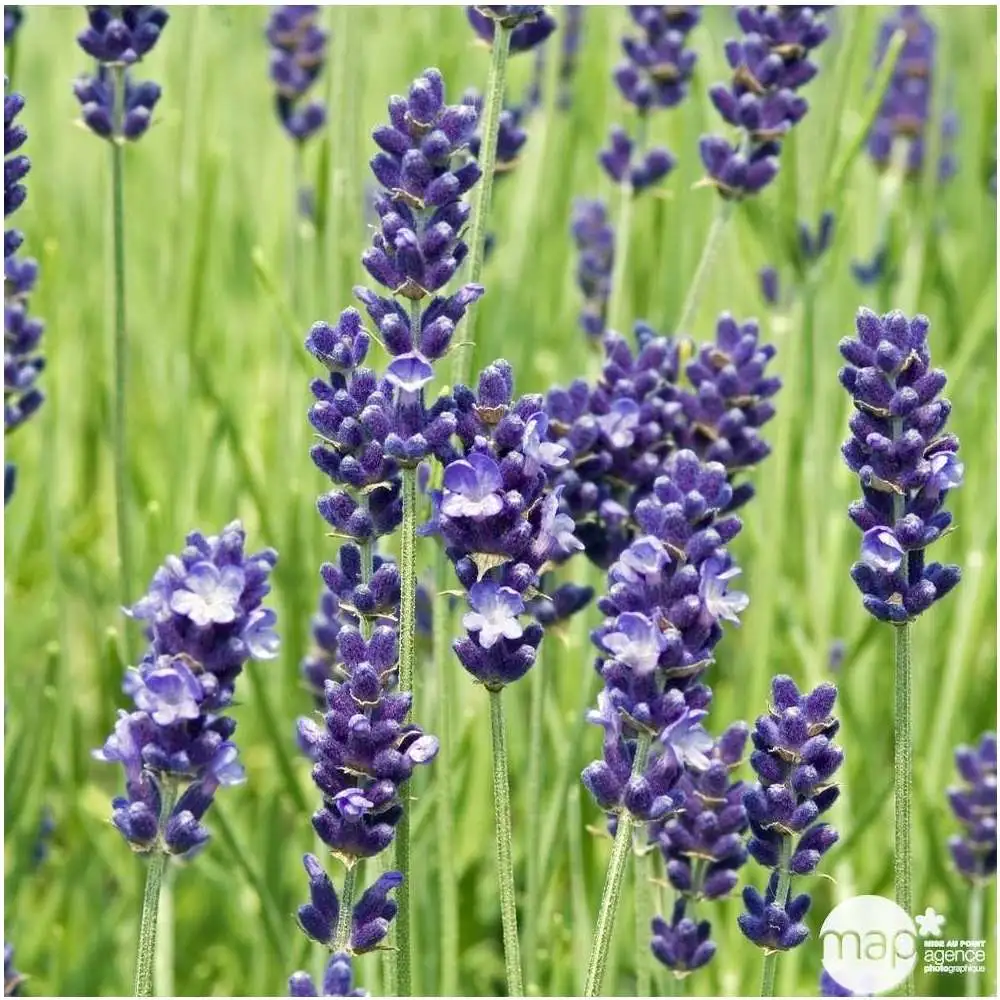 Lavande vraie Hidcote : godet Truffaut en Polyester renforcé