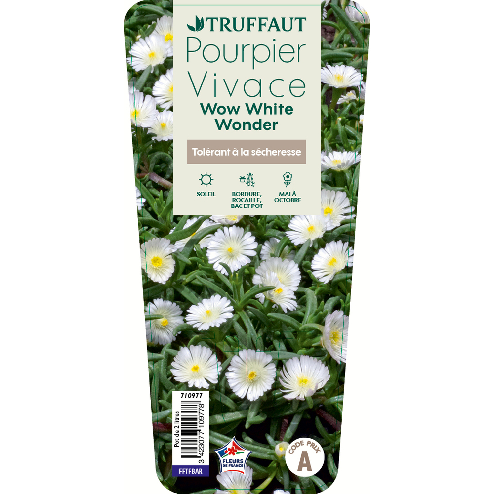 Pourpier vivace 'WoW Blanc pur Wonder'® C2L Truffaut - Conforme aux Normes