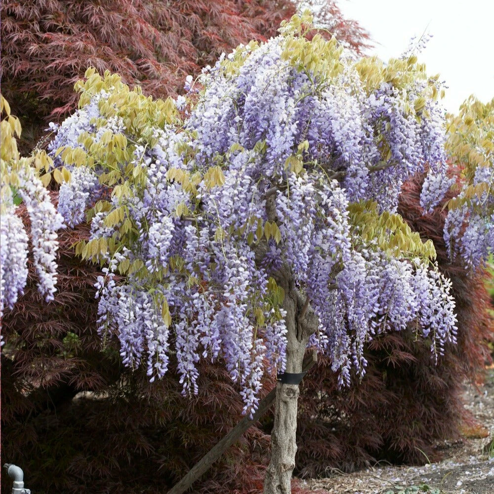 Protection pare-brise Glycine bleue sur tige - le pot / 2l / tige 50cm