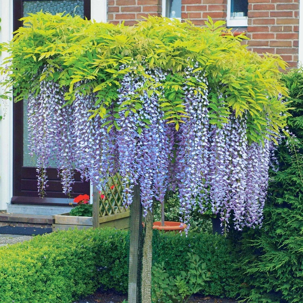 Protection pare-brise Glycine bleue sur tige - le pot / 2l / tige 50cm