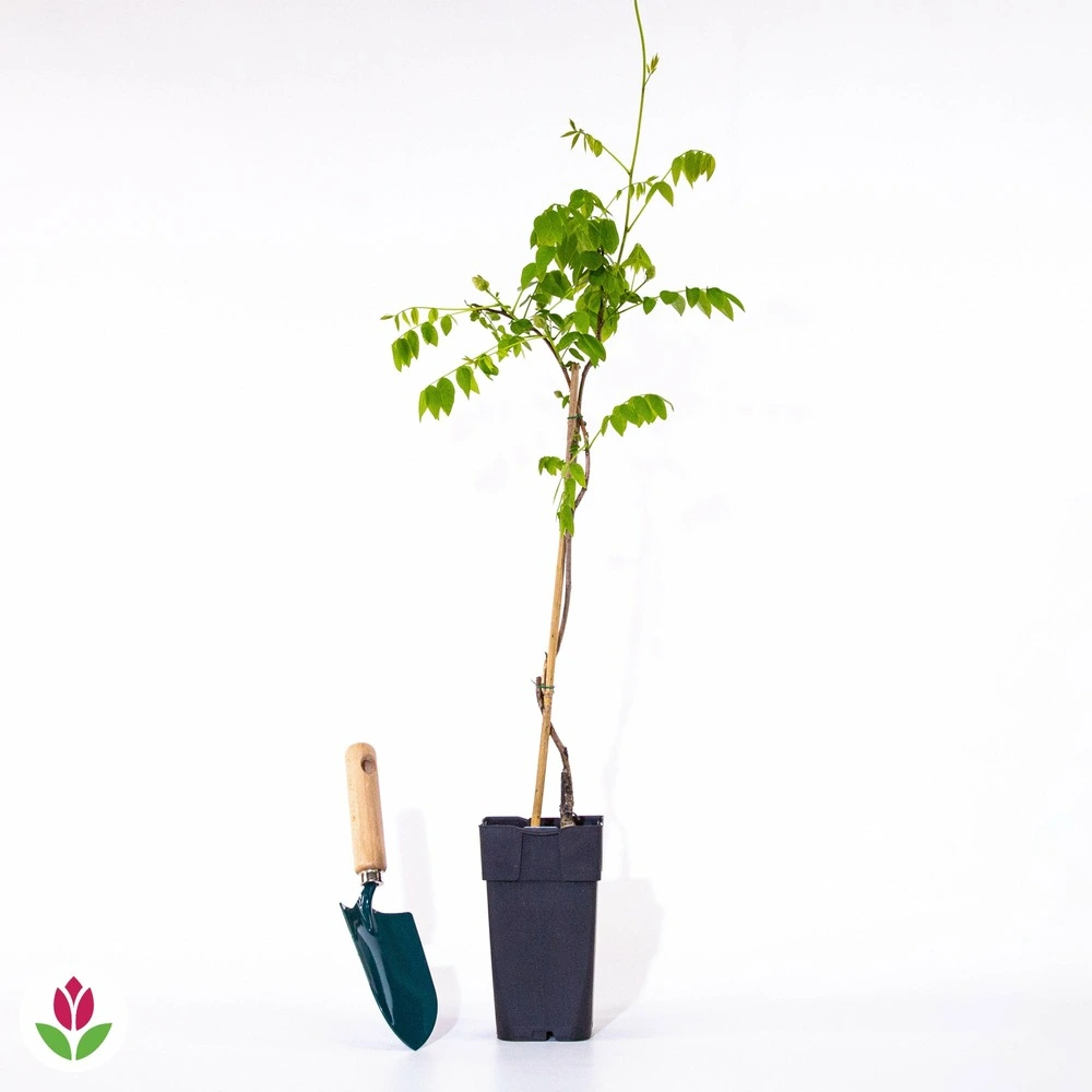 Protection pare-brise Glycine bleue sur tige - le pot / 2l / tige 50cm