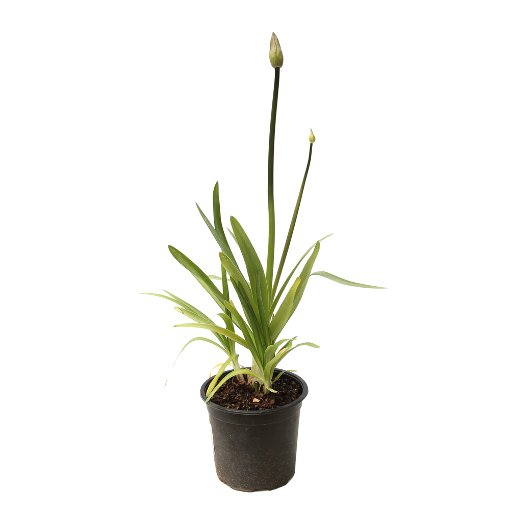 Agapanthe 'Megan's Mauve' : C2L Truffaut