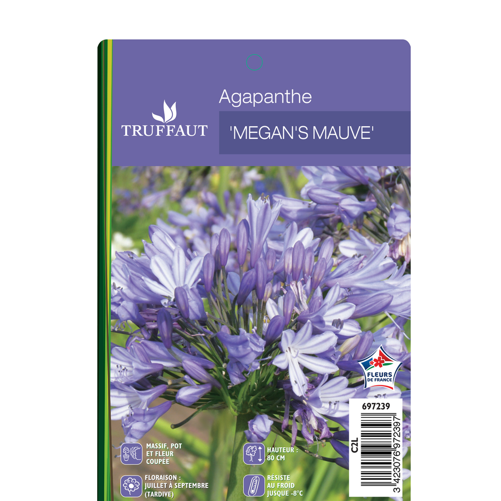 Agapanthe 'Megan's Mauve' : C2L Truffaut