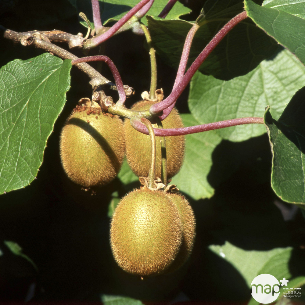 Kiwi chinensis Solissimo® 'Renact' bio Truffaut Jardin Indéfectible Ab