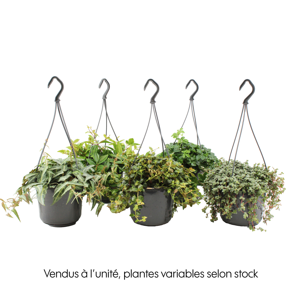 Chaîne de transmission Tradescantia mix : suspension D. 15CM - H.30 cm