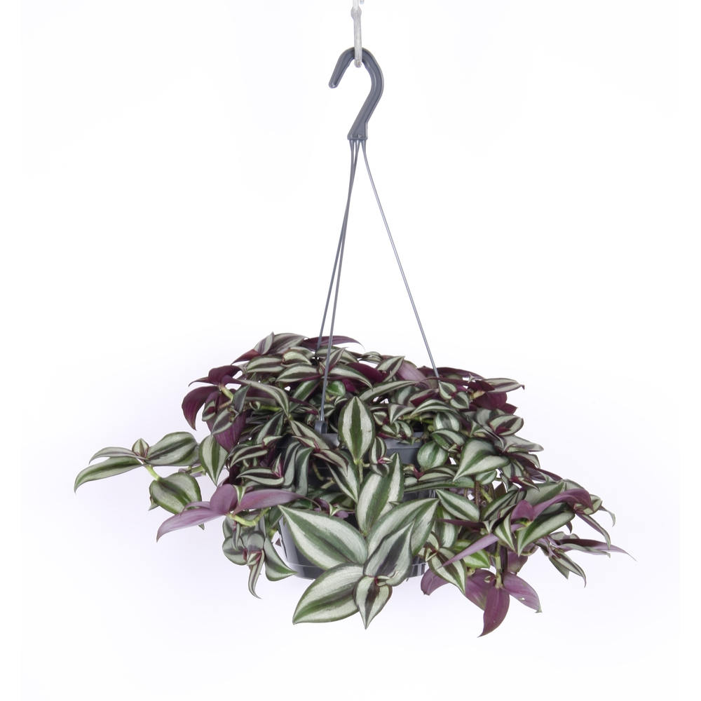 Chaîne de transmission Tradescantia mix : suspension D. 15CM - H.30 cm